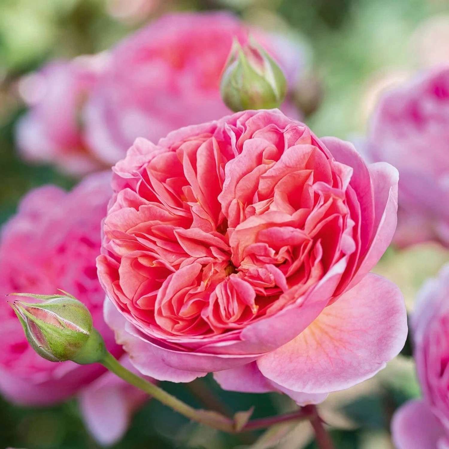 Rose 'Boscobel™' (Auscousin)